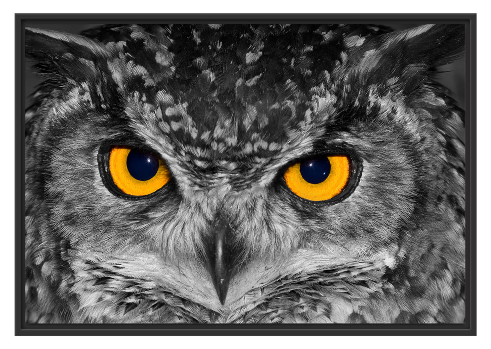 Pixxprint Eule mit Augen, im Schwebe-Effekt Bilderrahmen