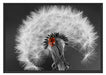 schöner Marienkäfer auf Pusteblume Schattenfugenrahmen 100x70