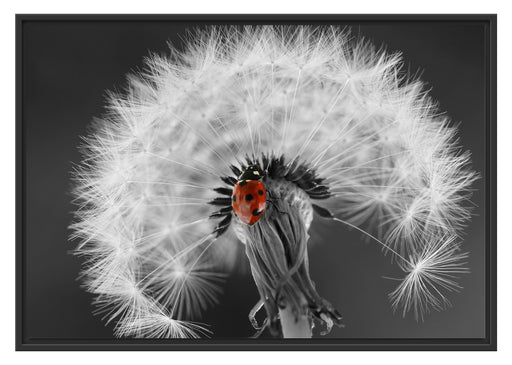 schöner Marienkäfer auf Pusteblume Schattenfugenrahmen 100x70