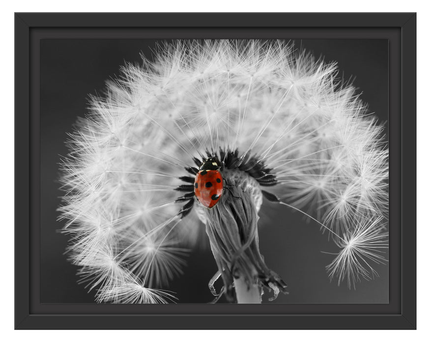 schöner Marienkäfer auf Pusteblume Schattenfugenrahmen 38x30