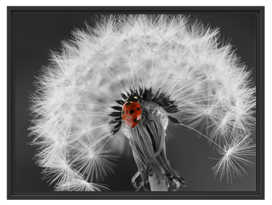 schöner Marienkäfer auf Pusteblume Schattenfugenrahmen 80x60