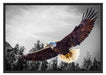 großer fliegender Adler Schattenfugenrahmen 100x70