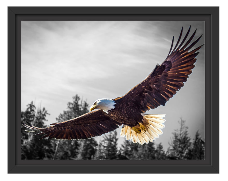 großer fliegender Adler Schattenfugenrahmen 38x30