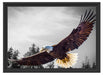 großer fliegender Adler Schattenfugenrahmen 55x40