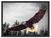 großer fliegender Adler Schattenfugenrahmen 80x60