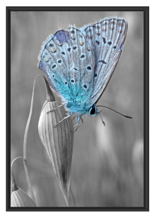 wunderschöner blauer Schmetterling Schattenfugenrahmen 100x70