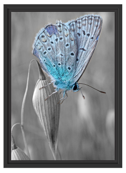 wunderschöner blauer Schmetterling Schattenfugenrahmen 55x40