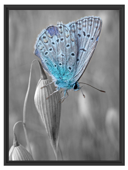 wunderschöner blauer Schmetterling Schattenfugenrahmen 80x60