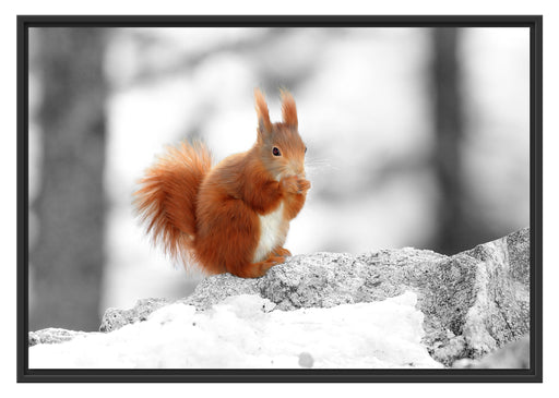 Eichhörnchen in verschneitem Wald Schattenfugenrahmen 100x70