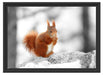 Eichhörnchen in verschneitem Wald Schattenfugenrahmen 55x40