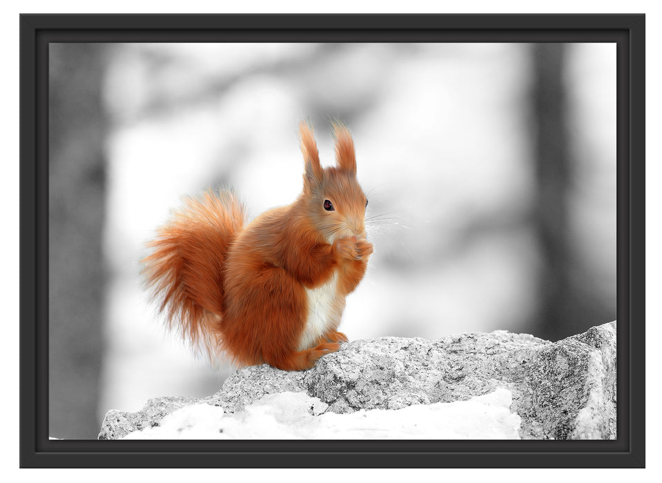 Eichhörnchen in verschneitem Wald Schattenfugenrahmen 55x40