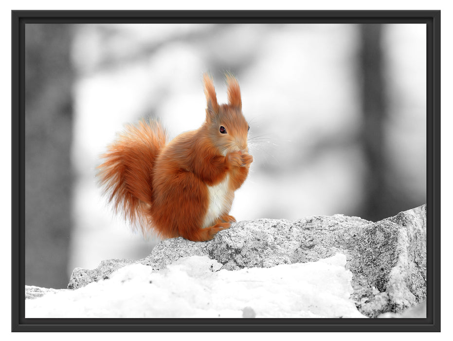 Eichhörnchen in verschneitem Wald Schattenfugenrahmen 80x60