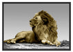 majestäischer Löwe auf Fels Schattenfugenrahmen 100x70