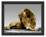 majestäischer Löwe auf Fels Schattenfugenrahmen 38x30