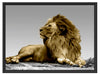 majestäischer Löwe auf Fels Schattenfugenrahmen 80x60
