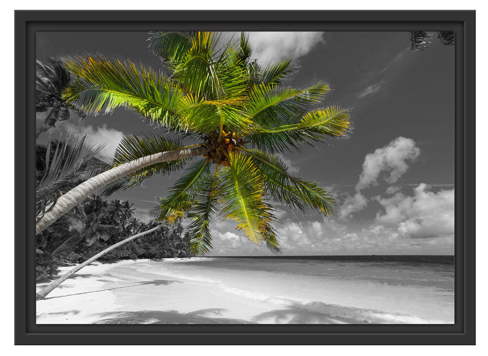 riesige Palme über Strand Schattenfugenrahmen 55x40
