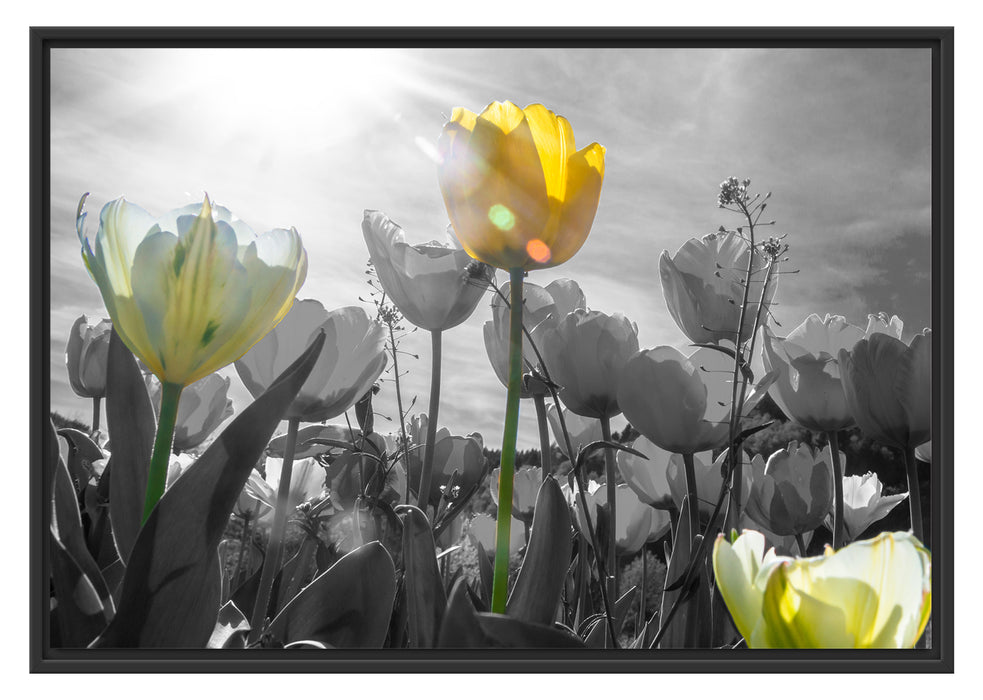 wunderschöne Tulpenwiese Schattenfugenrahmen 100x70