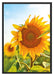 Sonnenblumenfeld SonnenblumeSonne Schattenfugenrahmen 100x70