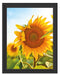 Sonnenblumenfeld SonnenblumeSonne Schattenfugenrahmen 38x30