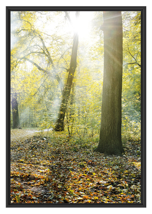 Pixxprint Sonnenstrahlen auf Waldlichtung, im Schwebe-Effekt Bilderrahmen