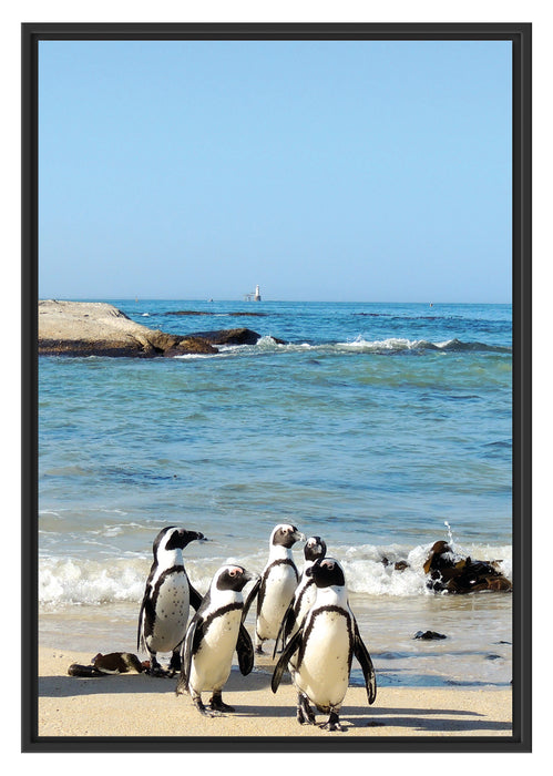 Pinguine am Strand Schattenfugenrahmen 100x70