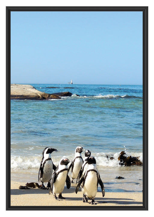 Pinguine am Strand Schattenfugenrahmen 100x70