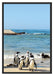 Pinguine am Strand Schattenfugenrahmen 100x70