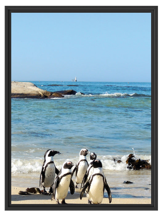 Pinguine am Strand Schattenfugenrahmen 80x60