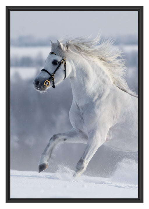 Weißes Pferd auf Schneewiese B&W Schattenfugenrahmen 100x70