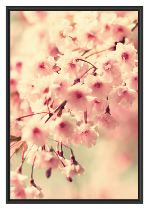 Kirschblüten B&W Schattenfugenrahmen 100x70