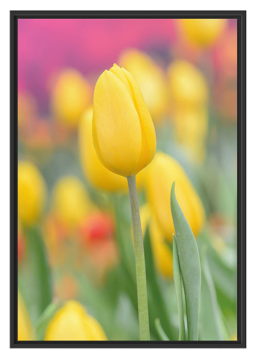 Pixxprint Gelbe Tulpen im Frühling B&W, im Schwebe-Effekt Bilderrahmen