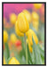 Gelbe Tulpen im Frühling B&W Schattenfugenrahmen 100x70
