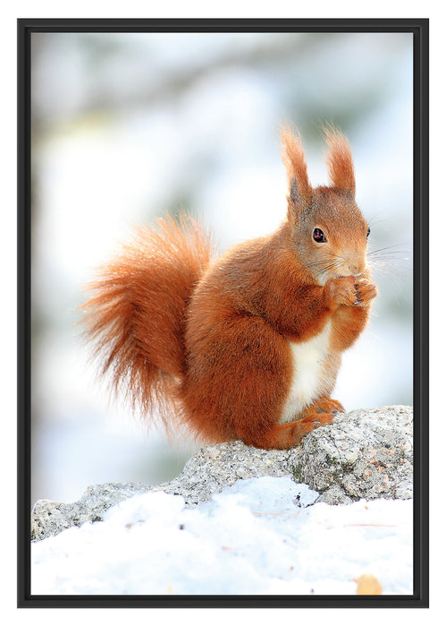 Pixxprint Eichhörnchen im Schnee, im Schwebe-Effekt Bilderrahmen