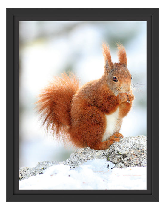 Eichhörnchen im Schnee Schattenfugenrahmen 38x30