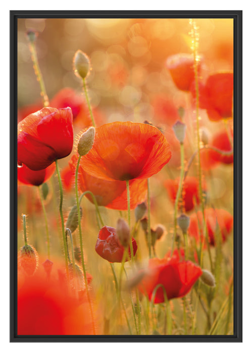 Pixxprint Mohnwiese B&W, im Schwebe-Effekt Bilderrahmen