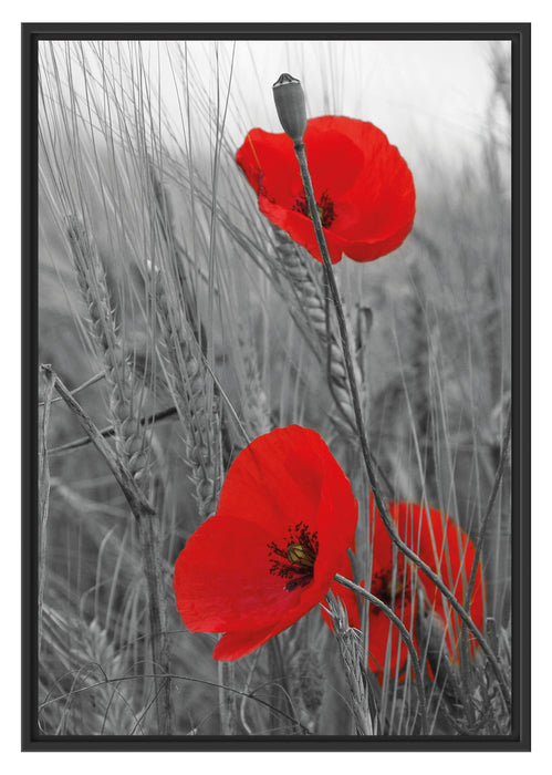 Pixxprint Mohnblüten, im Schwebe-Effekt Bilderrahmen