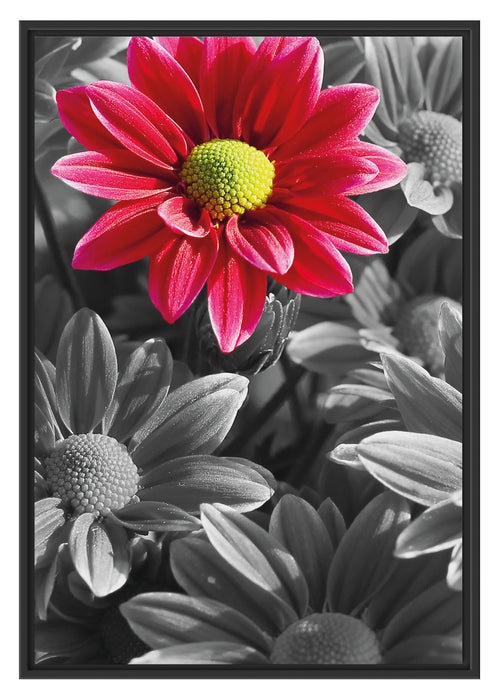 Gerbera Blüten Schattenfugenrahmen 100x70
