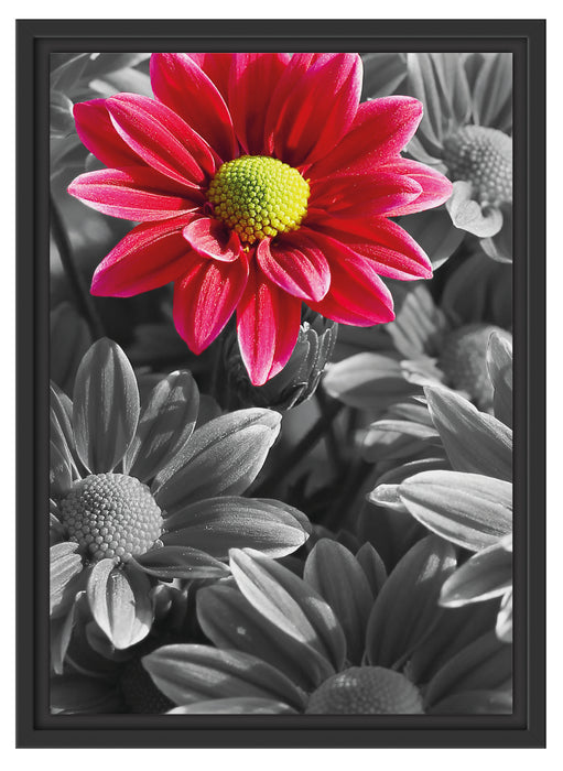 Gerbera Blüten Schattenfugenrahmen 55x40