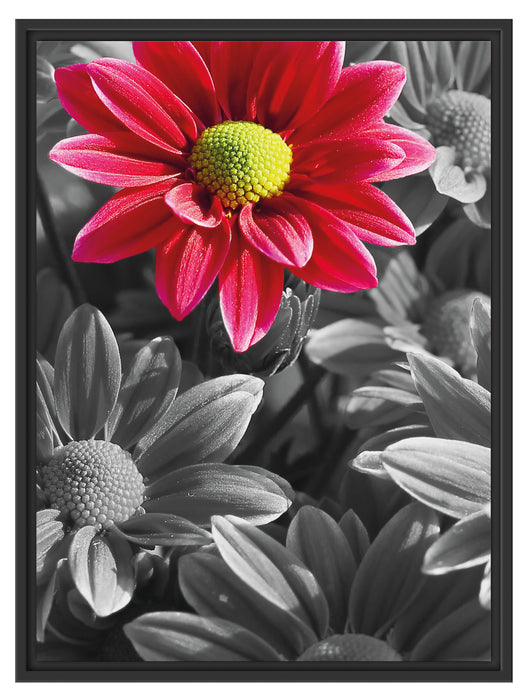 Gerbera Blüten Schattenfugenrahmen 80x60