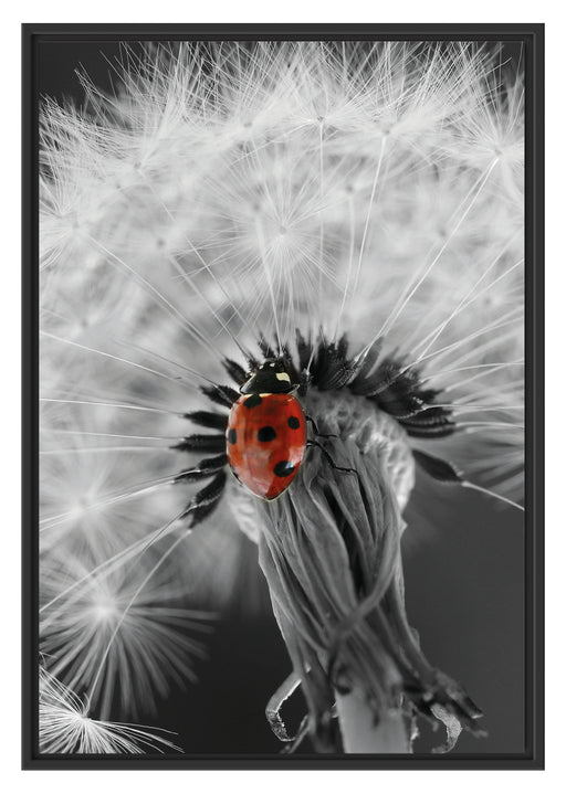 Pusteblume mit Marienkäfer Schattenfugenrahmen 100x70