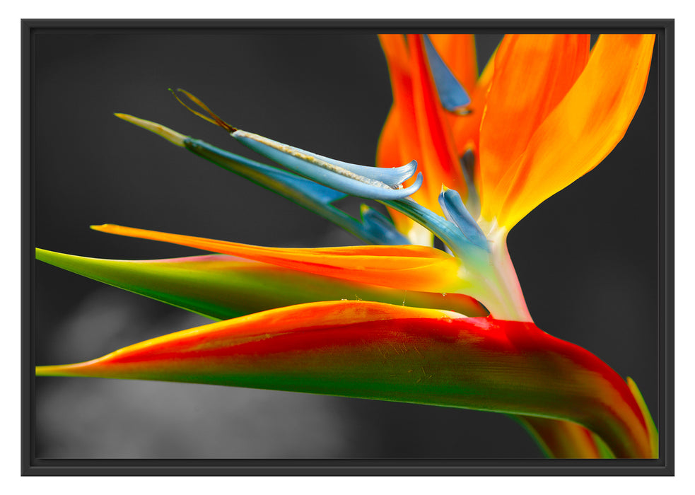 Pixxprint wunderschöne tropische Blume, im Schwebe-Effekt Bilderrahmen