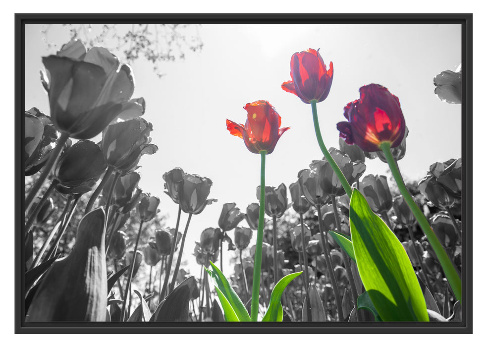 Pixxprint Tulpenfeld Froschperspektive, im Schwebe-Effekt Bilderrahmen