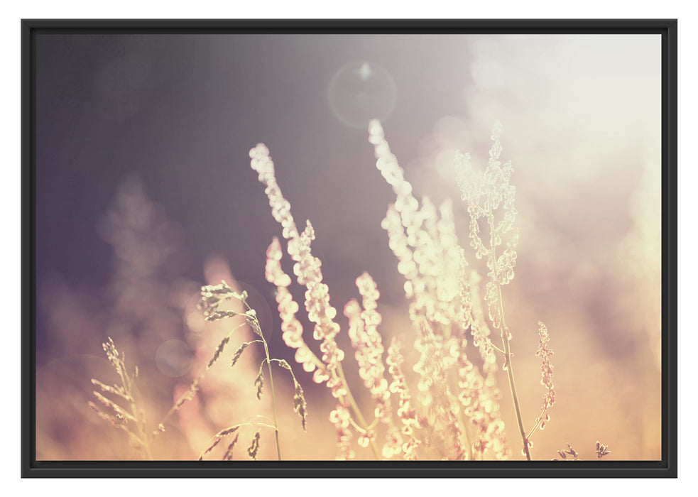 Pixxprint Gräser bei abendlicher Dämmerung, im Schwebe-Effekt Bilderrahmen