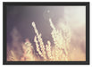 Gräser bei abendlicher Dämmerung Schattenfugenrahmen 55x40