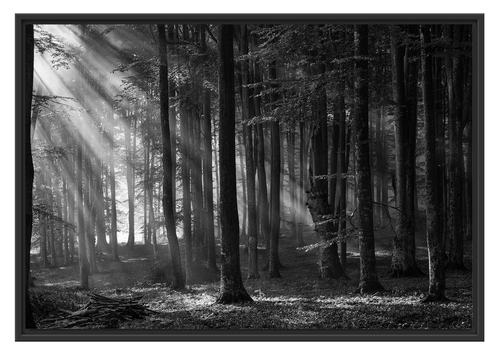 Pixxprint Märchenwald, im Schwebe-Effekt Bilderrahmen