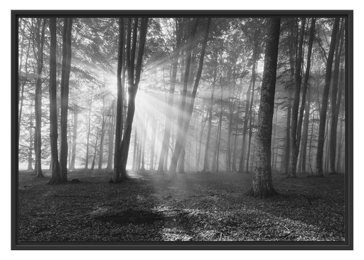 Wald mit Sonnenstrahlen Schattenfugenrahmen 100x70