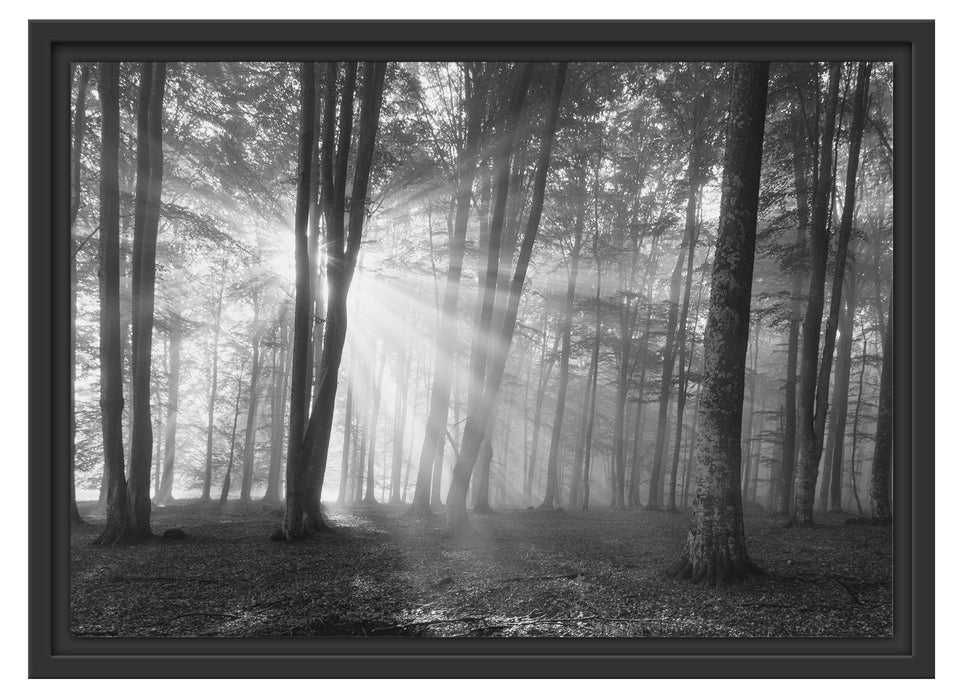 Wald mit Sonnenstrahlen Schattenfugenrahmen 55x40