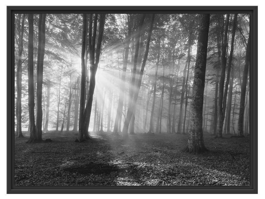 Wald mit Sonnenstrahlen Schattenfugenrahmen 80x60