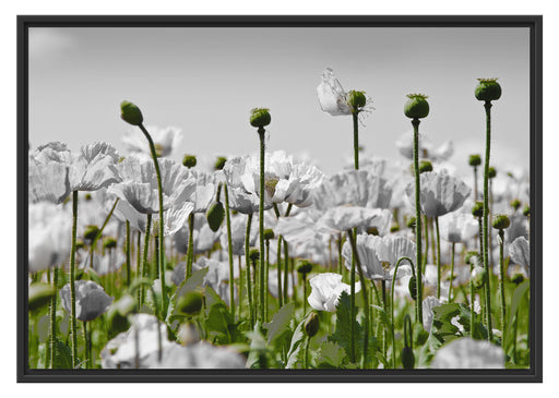Blumenwiese Mohnblumen Schattenfugenrahmen 100x70