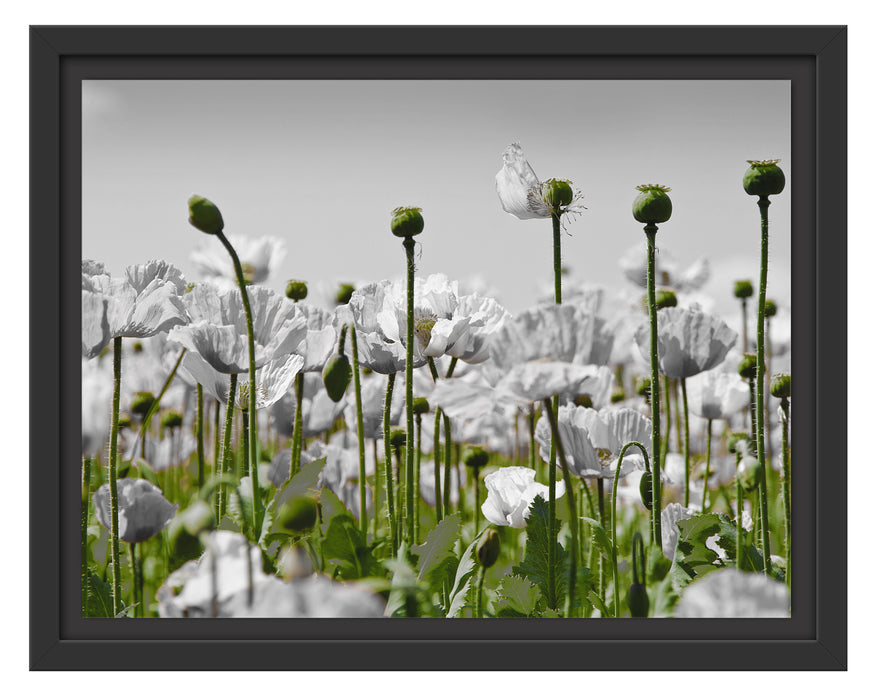 Blumenwiese Mohnblumen Schattenfugenrahmen 38x30